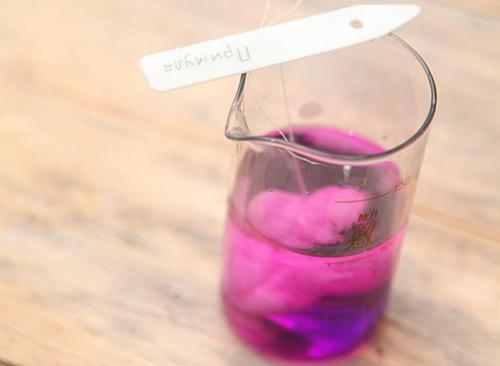 Выращивание примула бесстебельная. Как посеять семена примулы, советы и мастер-класс от Ольги Бондаревой