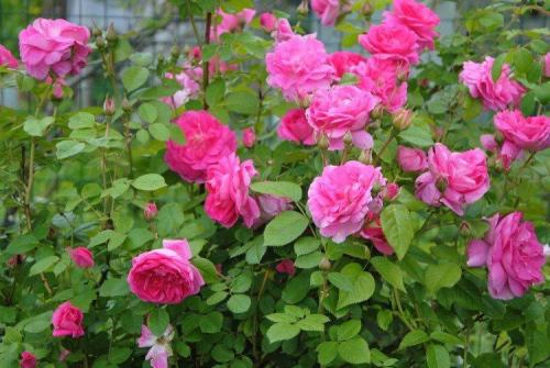 Низкие шаровидные кустарники. Декоративные кустарники: названия, фото и описания (каталог)