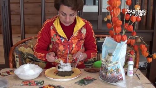 Выращивание примула бесстебельная. Как посеять семена примулы, советы и мастер-класс от Ольги Бондаревой 20