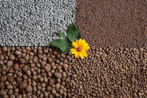 Примула уход. Как ухаживать за ПРИМУЛОЙ в домашних условиях?