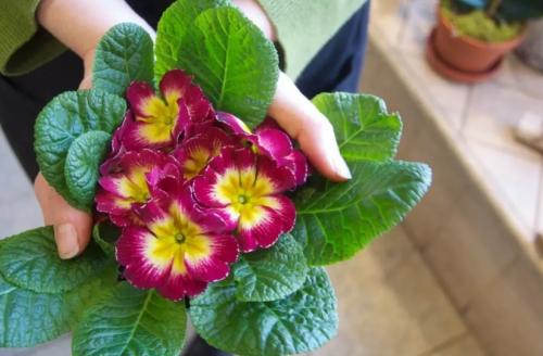 Примула уход. Как ухаживать за ПРИМУЛОЙ в домашних условиях?