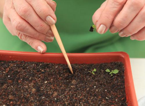 Выращивание примула бесстебельная. Как посеять семена примулы, советы и мастер-класс от Ольги Бондаревой