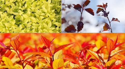 Осенние кустарники и деревья. Добавление статьи в новую подборку 11 Осенние кустарники и деревья. Добавление статьи в новую подборку 11