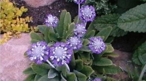 Примула размножение. Семенное размножение примулы