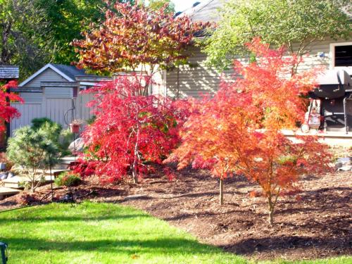 Неприхотливые деревья для улицы. Неприхотливые и быстрорастущие деревья для дачи, которые не требуют ухода и полива