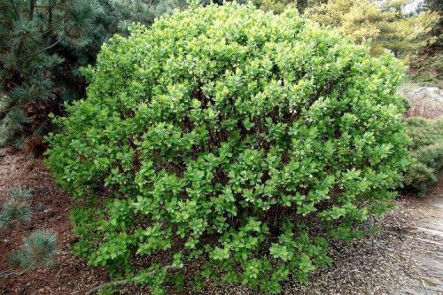 Низкие шаровидные кустарники. Декоративные кустарники: названия, фото и описания (каталог)