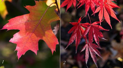 Осенние кустарники и деревья. Добавление статьи в новую подборку 09