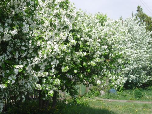 Неприхотливые деревья для улицы. Неприхотливые и быстрорастущие деревья для дачи, которые не требуют ухода и полива