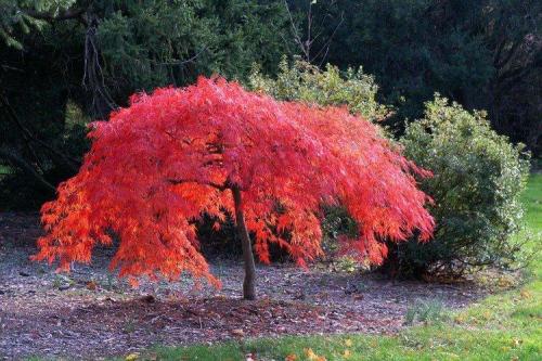 Низкие шаровидные кустарники. Декоративные кустарники: названия, фото и описания (каталог)