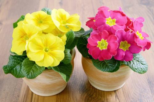 Примула уход. Как ухаживать за ПРИМУЛОЙ в домашних условиях?