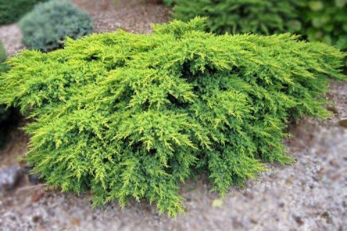 Низкие шаровидные кустарники. Декоративные кустарники: названия, фото и описания (каталог)