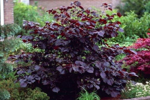 Низкие шаровидные кустарники. Декоративные кустарники: названия, фото и описания (каталог)