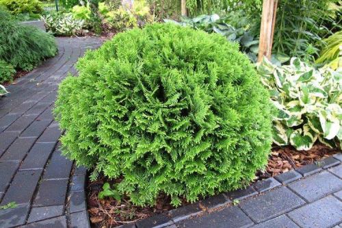 Низкие шаровидные кустарники. Декоративные кустарники: названия, фото и описания (каталог)