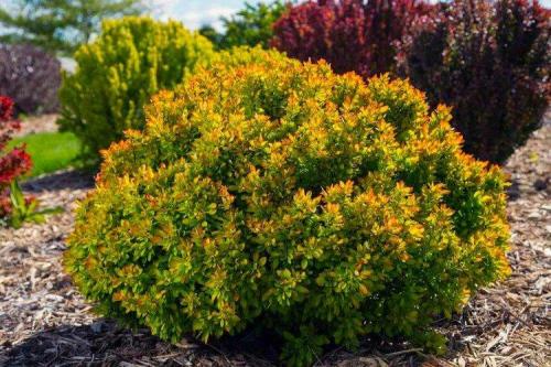 Низкие шаровидные кустарники. Декоративные кустарники: названия, фото и описания (каталог)