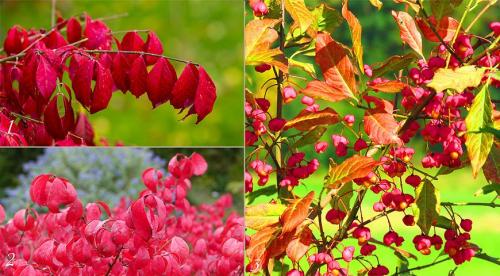 Осенние кустарники и деревья. Добавление статьи в новую подборку 08 Осенние кустарники и деревья. Добавление статьи в новую подборку 08