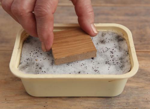 Выращивание примула бесстебельная. Как посеять семена примулы, советы и мастер-класс от Ольги Бондаревой