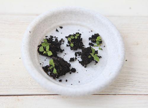 Выращивание примула бесстебельная. Как посеять семена примулы, советы и мастер-класс от Ольги Бондаревой