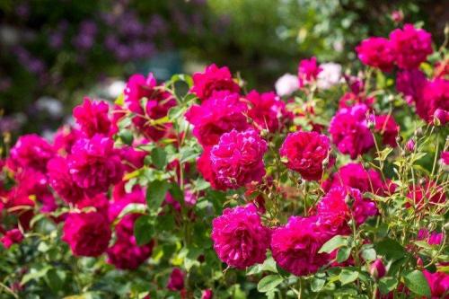 Низкие шаровидные кустарники. Декоративные кустарники: названия, фото и описания (каталог)