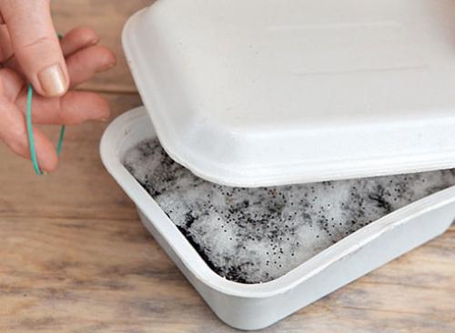 Выращивание примула бесстебельная. Как посеять семена примулы, советы и мастер-класс от Ольги Бондаревой