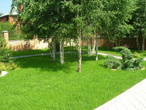 Неприхотливые деревья для улицы. Неприхотливые и быстрорастущие деревья для дачи, которые не требуют ухода и полива