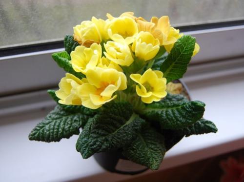 Примула уход. Как ухаживать за ПРИМУЛОЙ в домашних условиях?