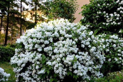 Низкие шаровидные кустарники. Декоративные кустарники: названия, фото и описания (каталог)