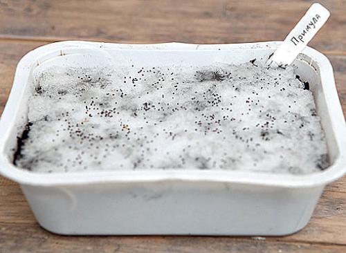 Выращивание примула бесстебельная. Как посеять семена примулы, советы и мастер-класс от Ольги Бондаревой