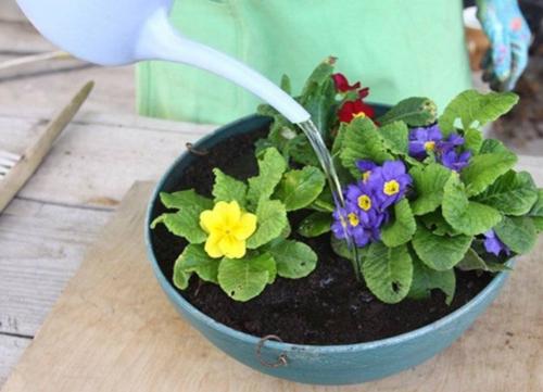 Примула уход. Как ухаживать за ПРИМУЛОЙ в домашних условиях?