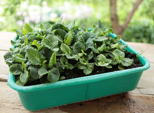 Выращивание примула бесстебельная. Как посеять семена примулы, советы и мастер-класс от Ольги Бондаревой