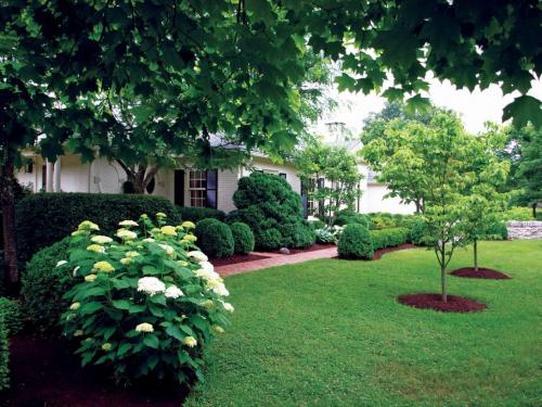 Неприхотливые деревья для улицы. Неприхотливые и быстрорастущие деревья для дачи, которые не требуют ухода и полива