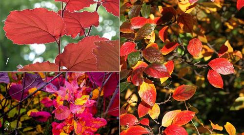 Осенние кустарники и деревья. Добавление статьи в новую подборку 10 Осенние кустарники и деревья. Добавление статьи в новую подборку 10