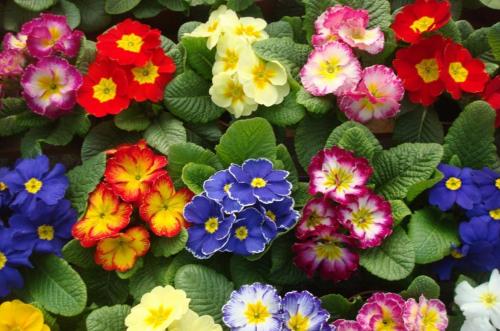 Примула уход. Как ухаживать за ПРИМУЛОЙ в домашних условиях?