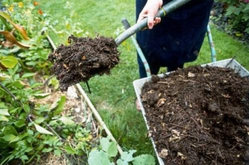 Комплексное удобрение для малины. Какие удобрения вносят под малину летом до и после сбора урожая?