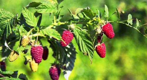 Любимое удобрение малины. Как и чем подкармливать малину?