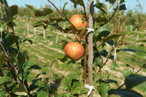 Зимние сорта яблонь для подмосковья. Лучшие сорта яблонь для Подмосковья, описание и фото, рейтинг