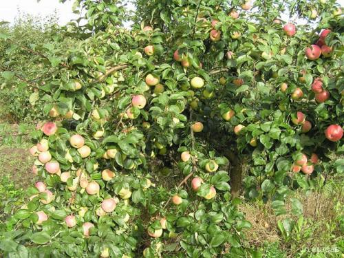 Зимние сорта яблонь для подмосковья. Лучшие сорта яблонь для Подмосковья, описание и фото, рейтинг