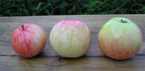 Зимние сорта яблонь для подмосковья. Лучшие сорта яблонь для Подмосковья, описание и фото, рейтинг