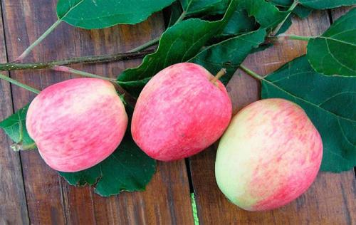 Зимние сорта яблонь для подмосковья. Лучшие сорта яблонь для Подмосковья, описание и фото, рейтинг