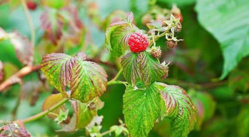 Как разводить мочевину для опрыскивания. Применение на огороде и в саду