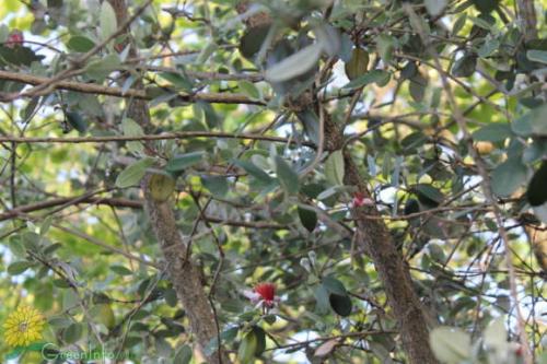 Фейхоа когда сезон. Сезон фейхоа: польза и способы приготовления 10