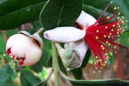 Когда созревает фейхоа в сочи. Описание и классификация фейхоа