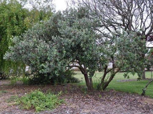 Когда созревает фейхоа в сочи. Описание и классификация фейхоа