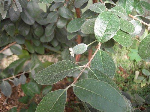 Когда созревает фейхоа в сочи. Описание и классификация фейхоа