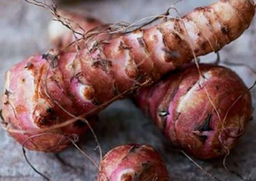 Как зимует топинамбур. Как сохранить топинамбур свежим на всю зиму в домашних условиях