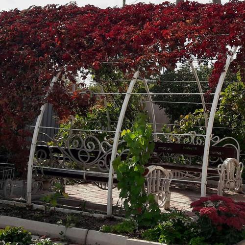 Девичий виноград характеристика. Характеристики растения