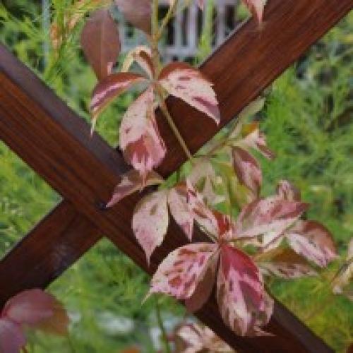 Девичий виноград сорта. Лучшие сорта девичьего винограда пятилисточкового