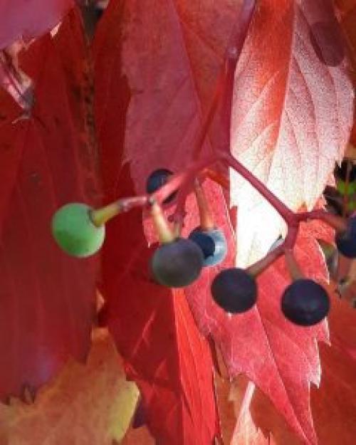 Девичий виноград характеристика. Характеристики растения