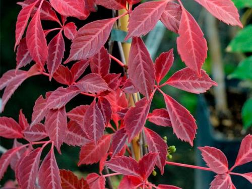 Девичий виноград на стене дома. Девичий виноград в ландшафтном дизайне приусадебного участка