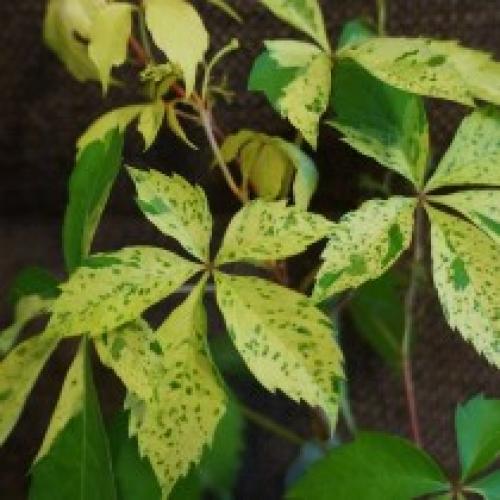 Девичий виноград сорта. Лучшие сорта девичьего винограда пятилисточкового