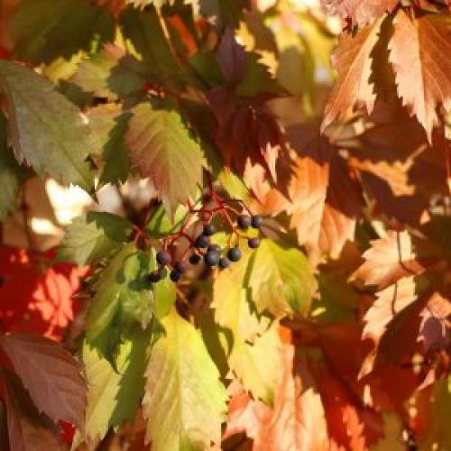 Девичий виноград характеристика. Характеристики растения